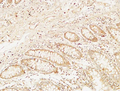Bcl-10 rabbit pAb - image 1
