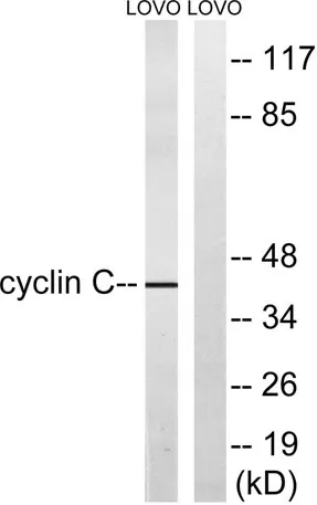 Cyclin C rabbit pAb - image 1