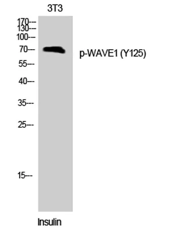 WAVE1 (phospho Tyr125) rabbit pAb - image 1