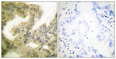 Cyclin D3 (phospho Thr283) rabbit pAb - image 1