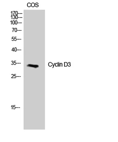 Cyclin D3 rabbit pAb - image 1