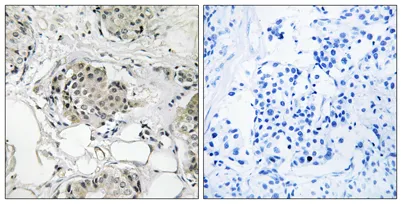 USP13 rabbit pAb - image 1