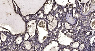 Neuron Navigator 1 rabbit pAb - image 1