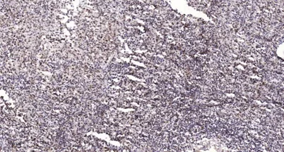 Neuron Navigator 2 rabbit pAb - image 1