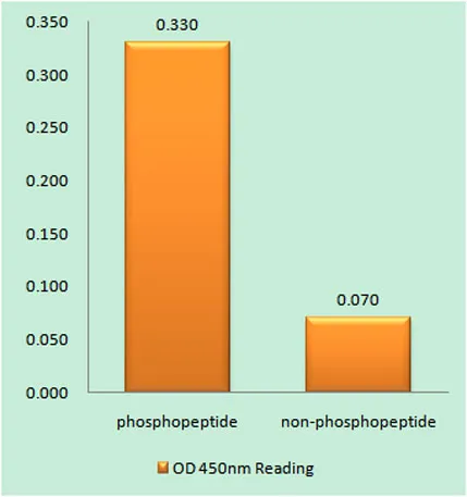 Cyclin E1 (phospho Thr77) rabbit pAb - image 1