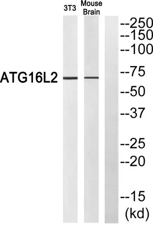 Atg16L2 rabbit pAb - image 1