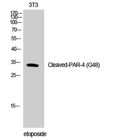 Cleaved-PAR-4 (G48) rabbit pAb - image 1