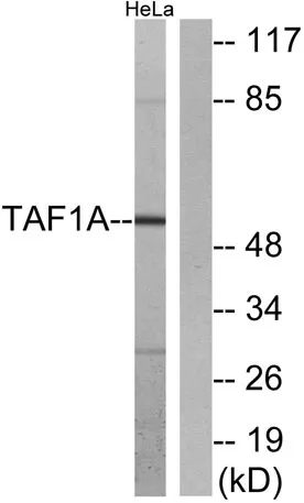 TAF I p48 rabbit pAb - image 1