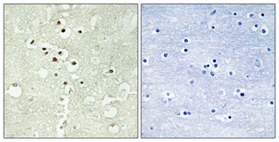 Cyclin H (phospho Thr315) rabbit pAb - image 1