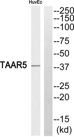 TAAR5 rabbit pAb - image 1