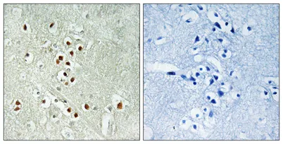 CRIF1 rabbit pAb - image 1
