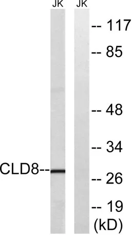 Claudin-8 rabbit pAb - image 1