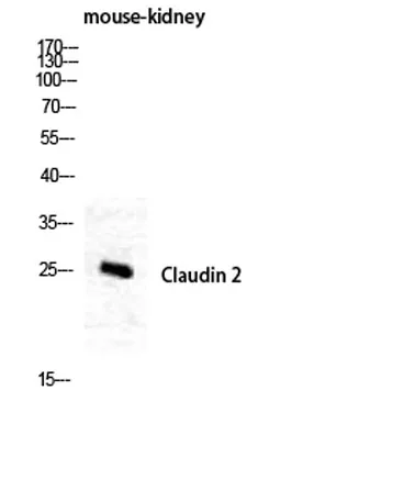Claudin-2 rabbit pAb - image 1