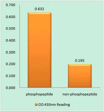 Myt 1 (phospho Ser83) rabbit pAb - image 1