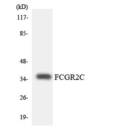 CD32-C rabbit pAb - image 1