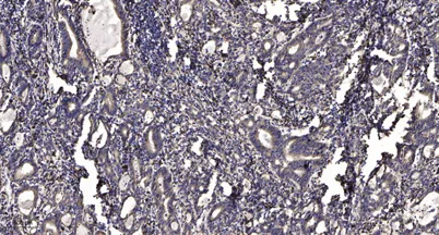 Internexin-α rabbit pAb - image 1