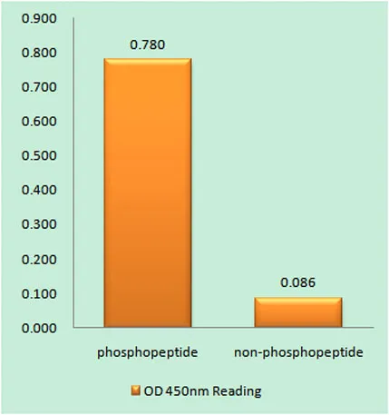 Cyclin E2 (phospho Thr392) rabbit pAb