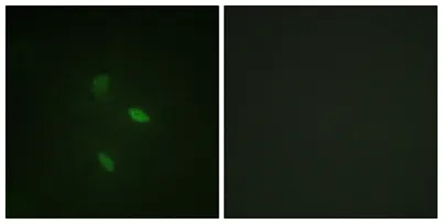 Cyclin E2 rabbit pAb - image 1