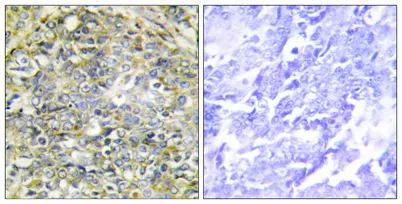 Socius rabbit pAb