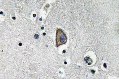 CD3-ε rabbit pAb - image 1