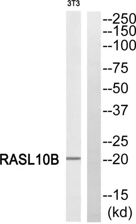 RASL10B rabbit pAb
