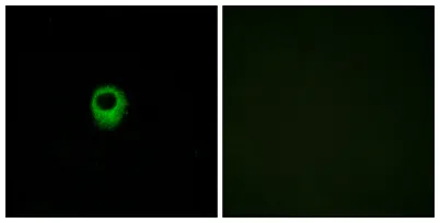 EDG-4 rabbit pAb - image 1