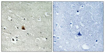 Nek9 (phospho Thr210) rabbit pAb