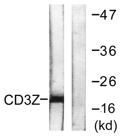 CD3 ζ rabbit pAb - image 1