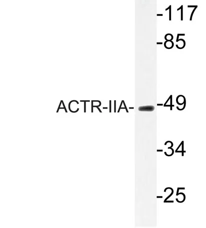 ACTR-IIA rabbit pAb - image 1