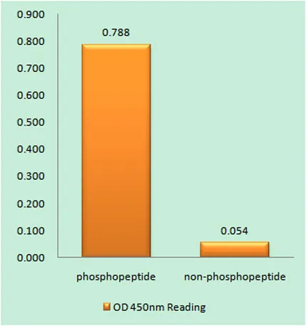 ARK-2/3 (phospho Thr236/202) rabbit pAb - image 1