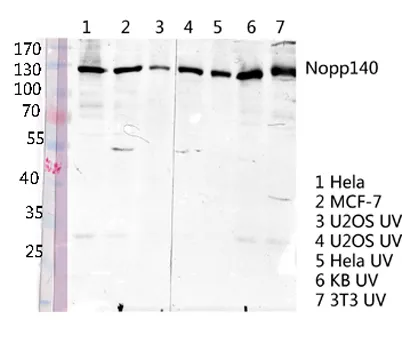 Nopp140 rabbit pAb - image 1