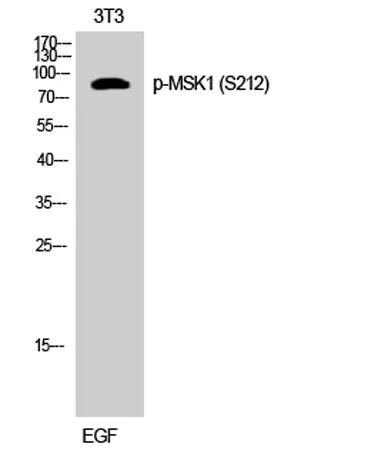 MSK1 (phospho Ser212) rabbit pAb - image 1