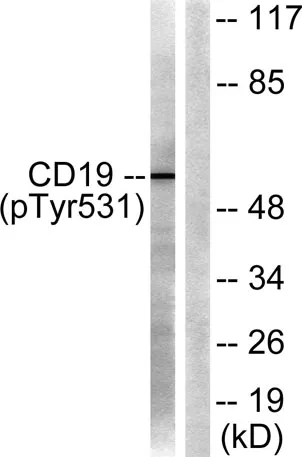 CD19 (phospho Tyr531) rabbit pAb - image 1