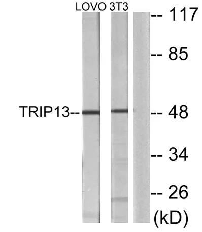 TRIP13 rabbit pAb
