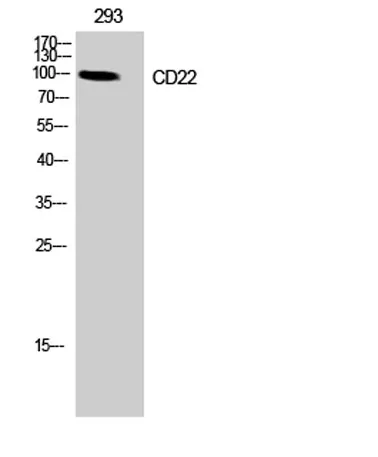 CD22 rabbit pAb - image 1