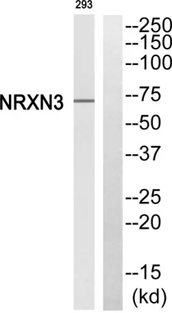 Neurexin IIIβ rabbit pAb - image 1