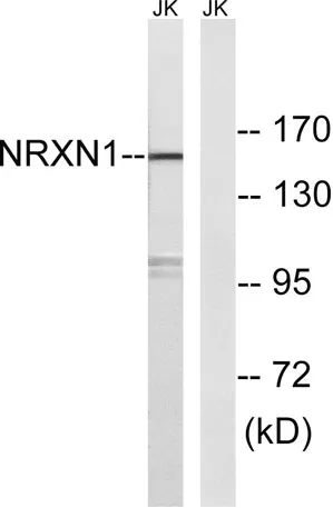 Neurexin I rabbit pAb - image 1