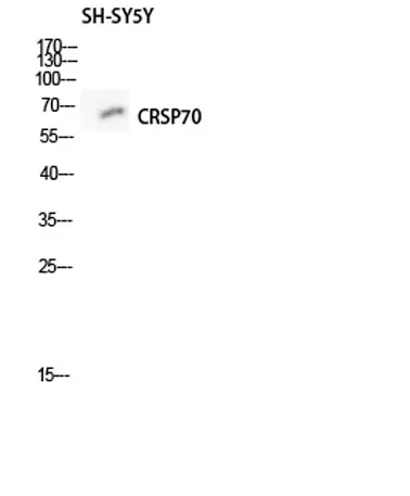 CRSP70 rabbit pAb - image 1
