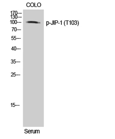 JIP-1 (phospho Thr103) rabbit pAb - image 1