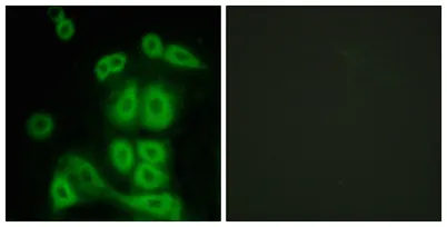 FXR2 rabbit pAb - image 1