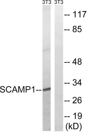 SCAMP1 rabbit pAb - image 1