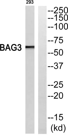 Bag-3 rabbit pAb