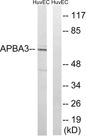 X11γ rabbit pAb
