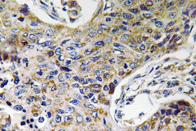 ATP5J2 rabbit pAb
