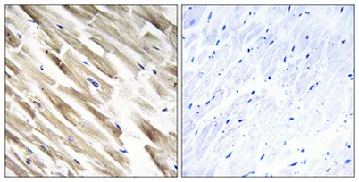 MRP-L33 rabbit pAb - image 1