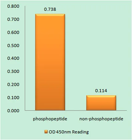 p130 Cas (phospho Tyr249) rabbit pAb