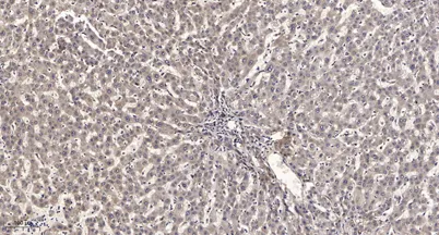 Rev-erbα rabbit pAb - image 1