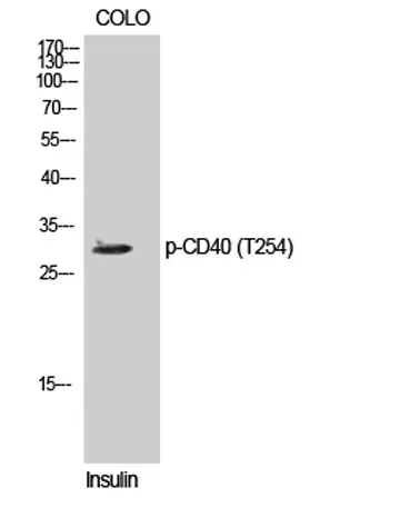 CD40 (phospho Thr254) rabbit pAb - image 1