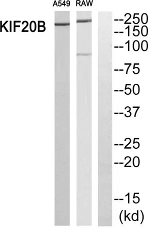 MPP1 rabbit pAb - image 1