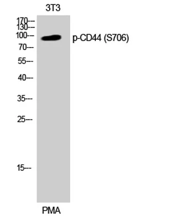 CD44 (phospho Ser706) rabbit pAb